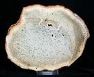Premium Petrified Tree Fern Wood Slab - Brazil #3277-1